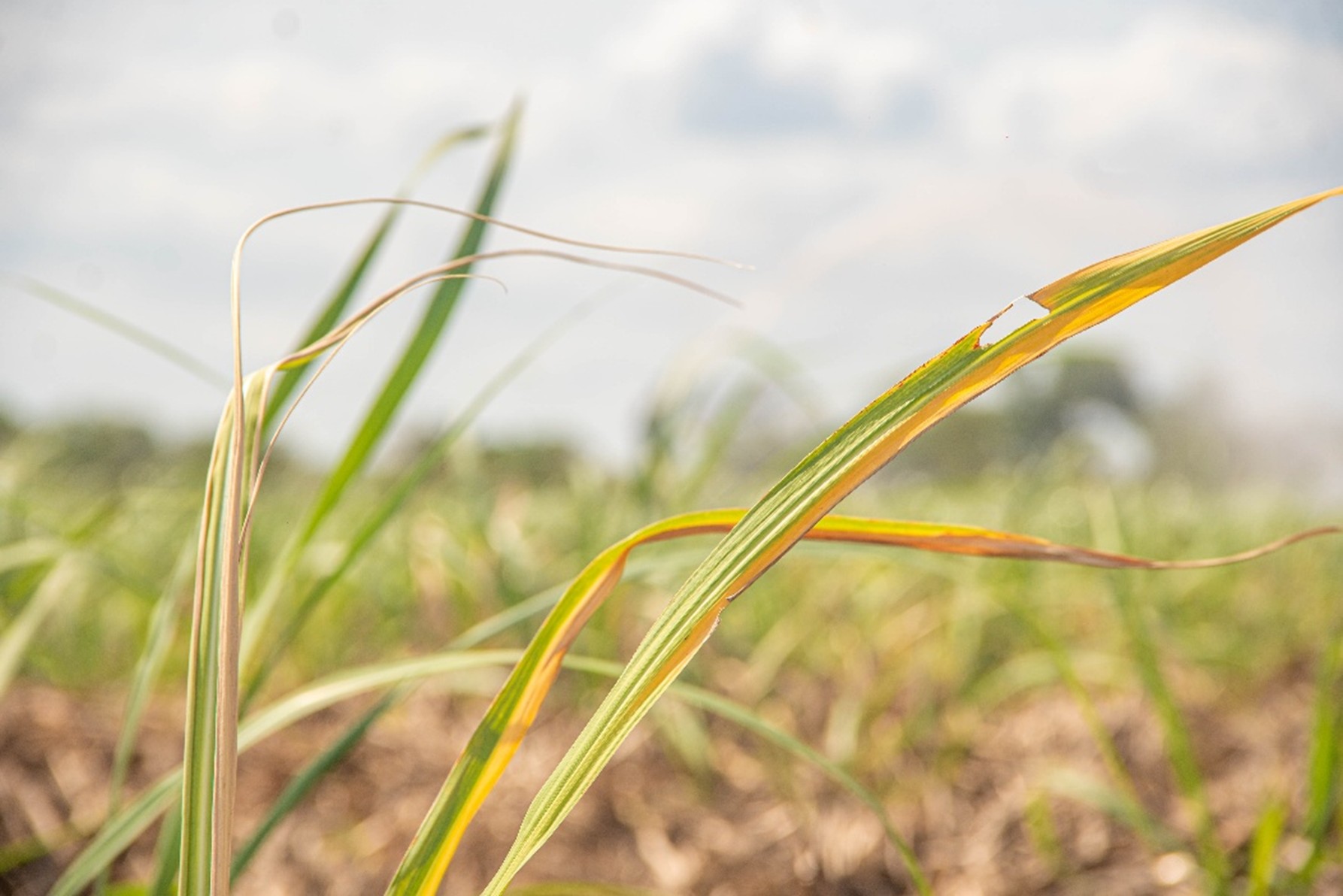 Operación agrícola sostenible