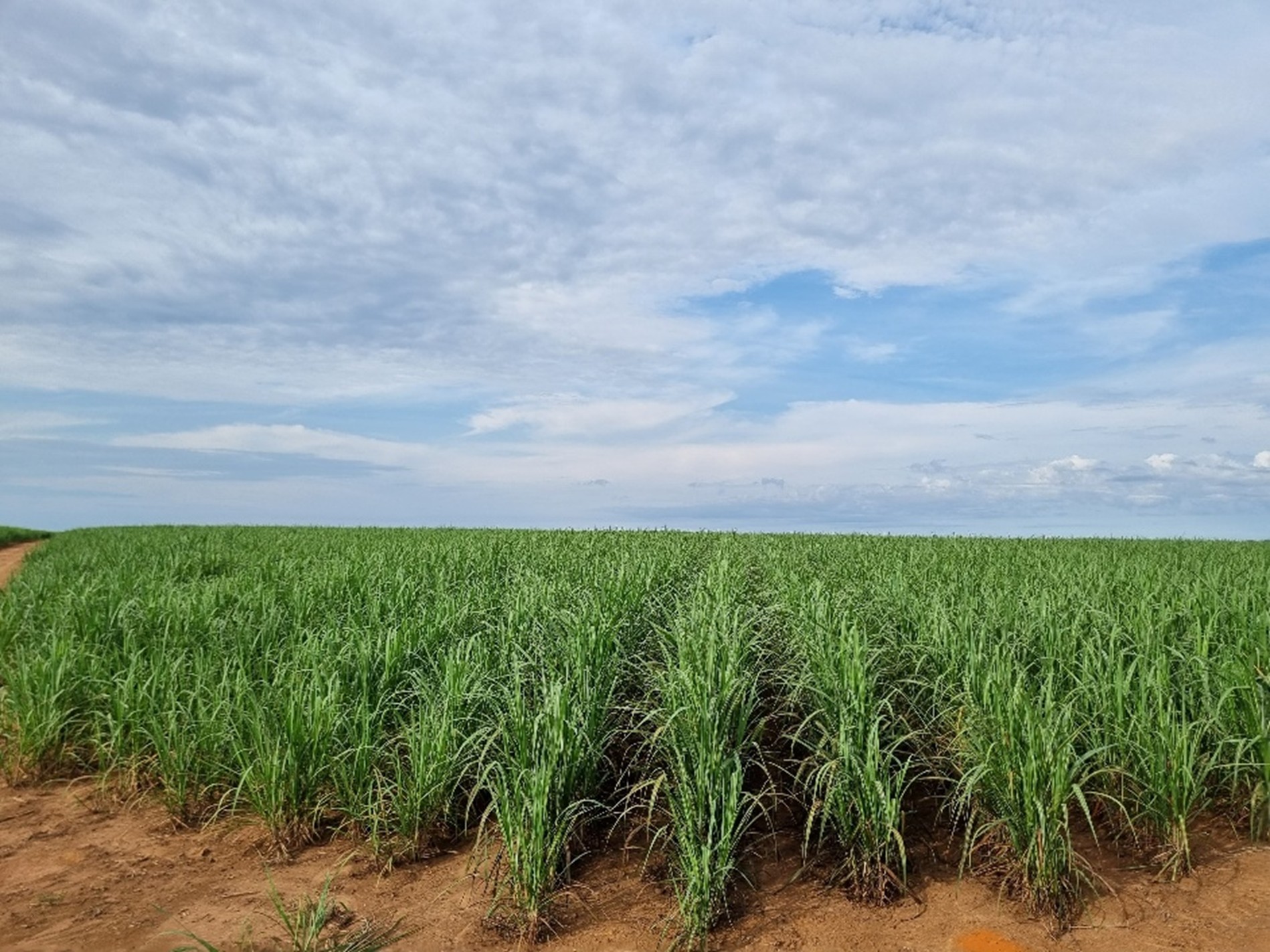 Cosecha agrícola