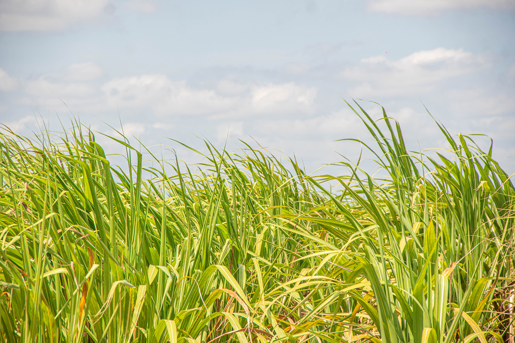 Proceso agrícola Bioenergy